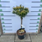 Borovica horská (Pinus mugo) ´WINTERGOLD´ – výška 50-70 cm, kont. C5L - NA KMIENKU